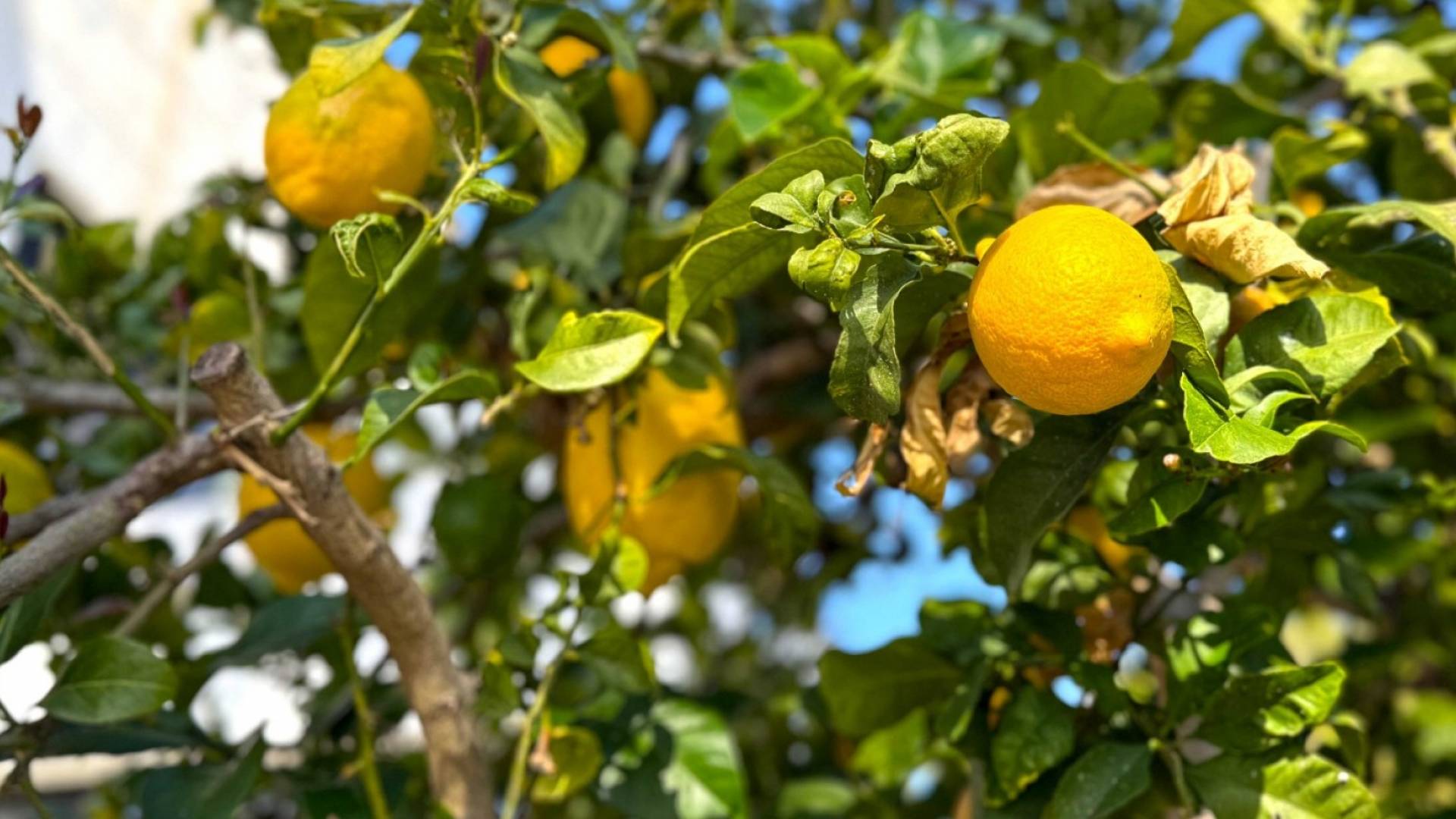 z drugiej ręki - Wolnostojąca willa - Orihuela Costa - Villamartin