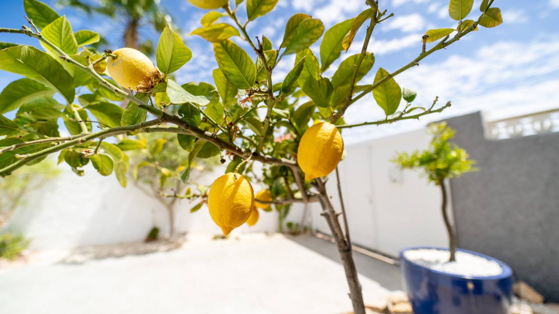 z drugiej ręki - Wolnostojąca willa - Torrevieja - La Siesta - El Salado - Torreta