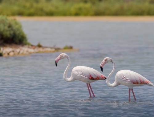 San Pedro del Pinatar